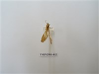 藏品(直蝶燈蛾)的圖片